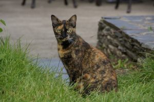 garde de chat 49