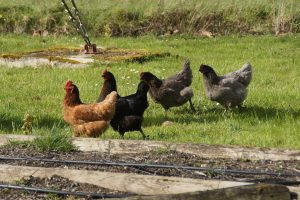 garde d'animaux à domicile Angers