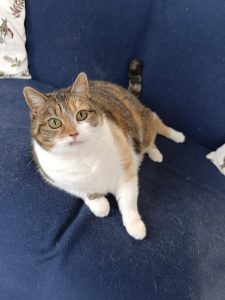 Garde de chat Angers