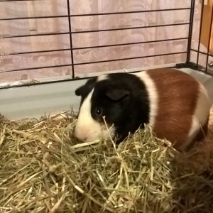 garde de cochon d'Inde 49