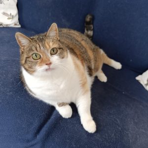 Garde de chat Angers