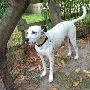 pension canine sans box ni chenil