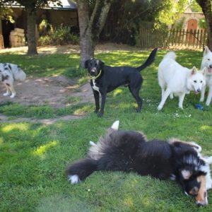 pension canine familiale près d'Angers