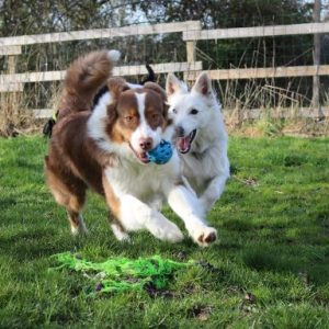 Pension chien 49